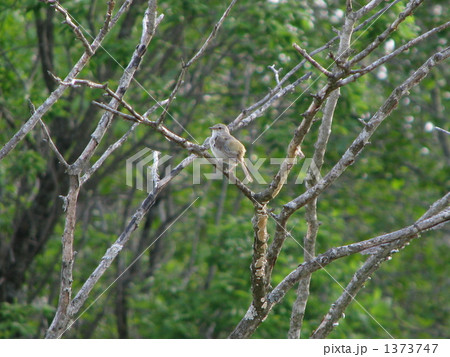 ウグイス ウグイス 1373747