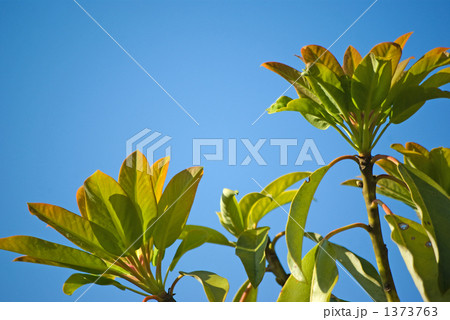 萌ゆる若葉 萌ゆる若葉 1373763