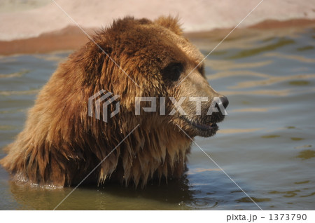 クマの水浴び クマの水浴び 1373790