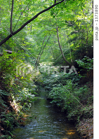 初秋の玉川上水 1373890