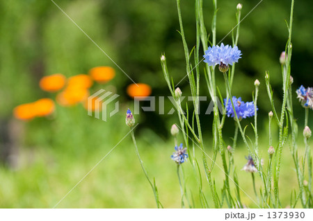 やぐるまそう 1373930