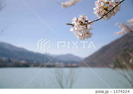 桜 さくら 桜 さくら 1374224