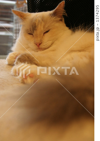 フサフサしっぽの猫 1374295