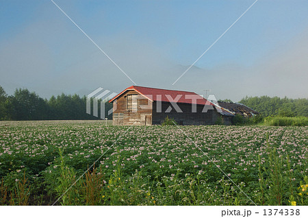 じゃがいも畑と廃屋 じゃがいも畑と廃屋 1374338