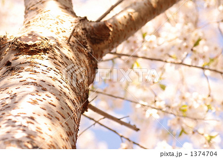 白い幹 桜の幹 美しい桜の写真素材