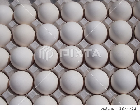 鶏卵 1374752