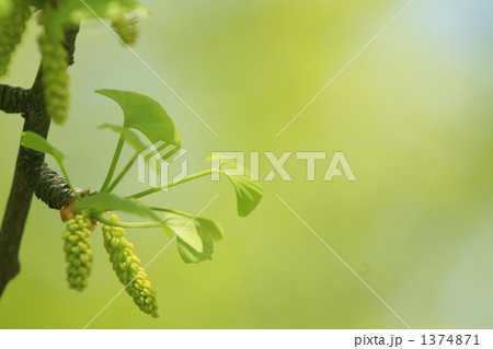 かわいい銀杏の新緑と蕾 かわいい銀杏の新緑と蕾 1374871