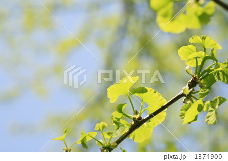 光を受ける銀杏の新緑 光を受ける銀杏の新緑 1374900