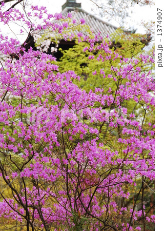 薄紫色の春 1374907