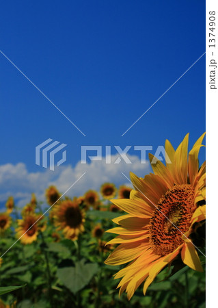 明野の向日葵 1374908
