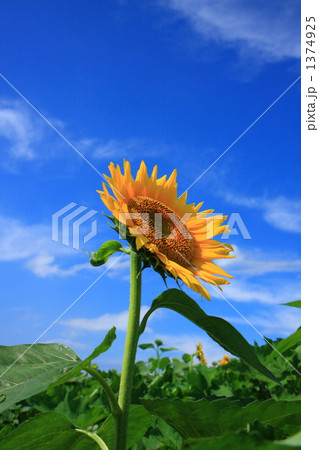 明野の向日葵 明野の向日葵 1374925