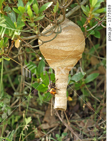 とっくり型の蜂の巣とコガタスズメバチの写真素材