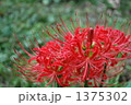 彼岸花 1375302