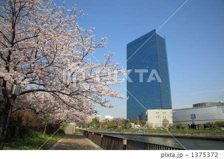 大阪ビジネスパークと桜 大阪ビジネスパークと桜 1375372