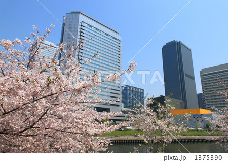 大阪ビジネスパークと桜 1375390
