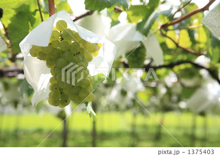 白ワインの品種・シャルドネ 1375403