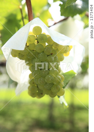 白ワインの品種・シャルドネ 1375404