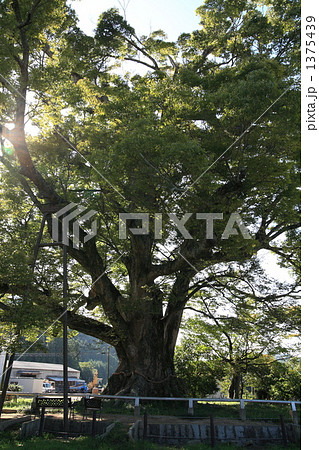 野間の大けやき 1375439