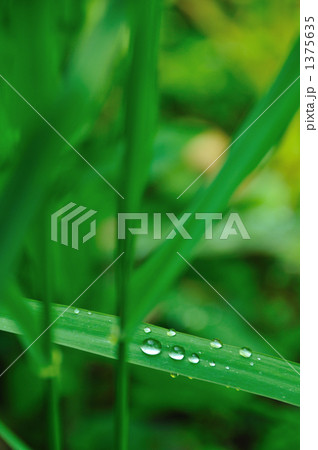 若葉と水滴 若葉と水滴 1375635