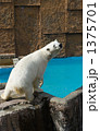 ホッキョクグマ 1375701