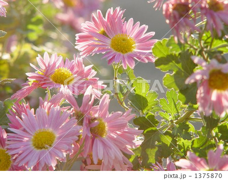 12月 キク・キク科13 12月 キク・キク科13 1375870