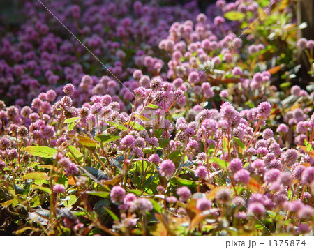 12月 ヒメツルソバ・タデ科09 12月 ヒメツルソバ・タデ科09 1375874