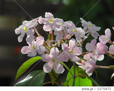 12月　ルクリア・アカネ科02 1375875