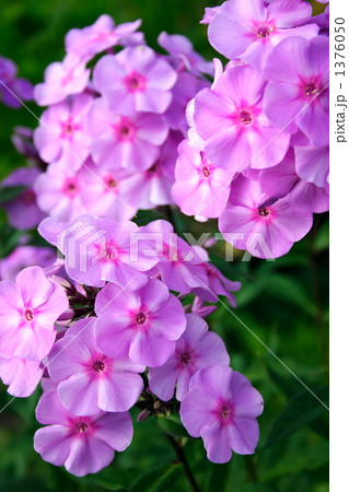 オイランソウ 1376050