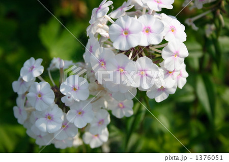 オイランソウ 1376051