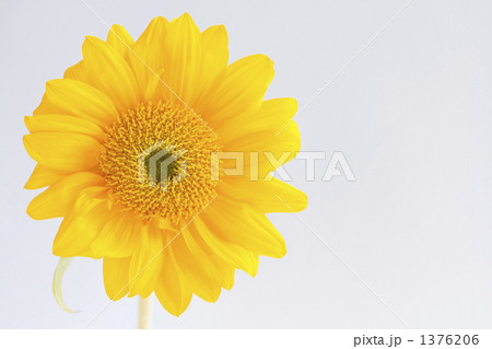1輪の向日葵（ヒマワリ） 1376206