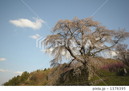 又兵衛桜 1376395