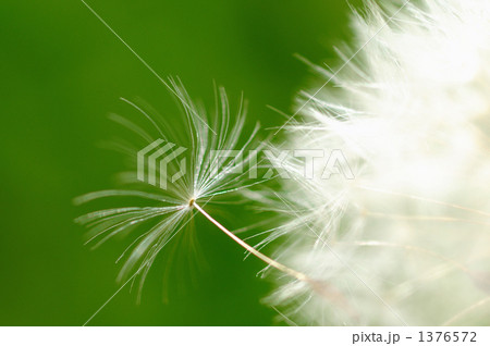 タンポポ・春風に乗って 1376572