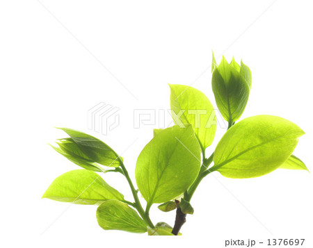 若葉　柿の葉 1376697