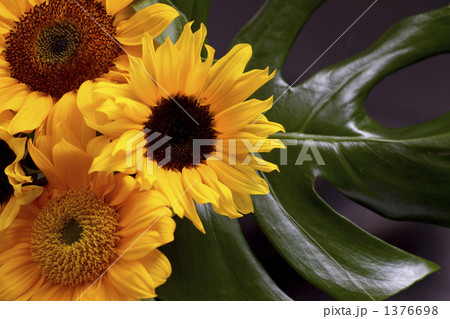 向日葵(ヒマワリ)とモンステラ 向日葵(ヒマワリ)とモンステラ 1376698