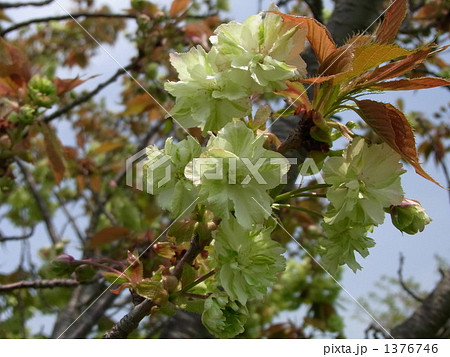 緑色の桜・御衣黄 1376746