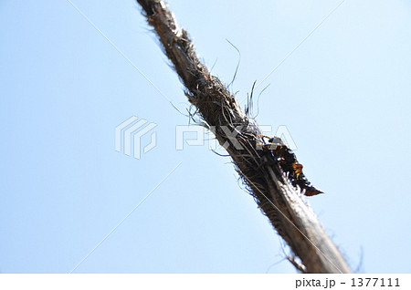 大空を飛ぶ前 1377111