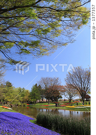 昭和記念公園風景 1377357