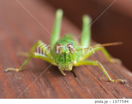 カメラ目線バッタ 正面から頂きました の写真素材