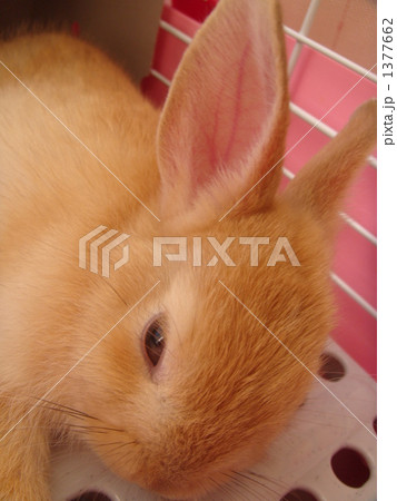 ウサギのアップ 1377662