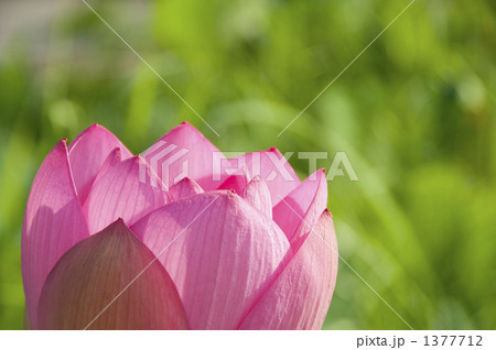 大賀ハスアップ 1377712