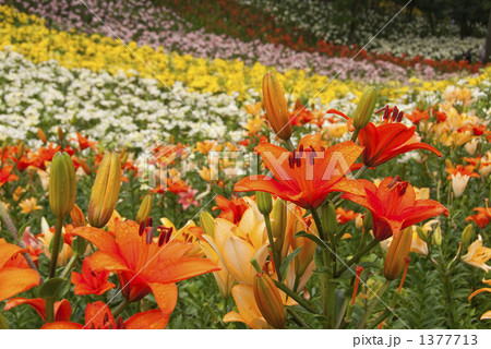 ゆりの花園 1377713