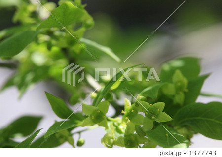 ニシキギの新緑と花 ニシキギの新緑と花 1377743