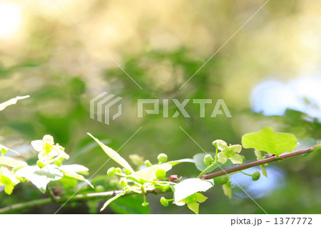 ニシキギの新緑と花 ニシキギの新緑と花 1377772