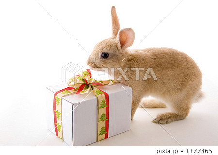 ツリー柄のリボンのクリスマスプレゼントと子兔 1377865