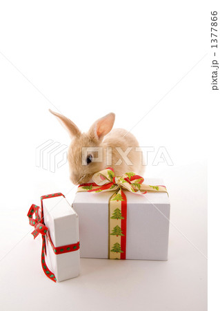 ツリー柄のリボンのクリスマスプレゼントと子兔 1377866