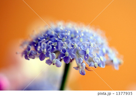ブルーレースフラワー 1377935