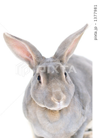 ウサギ 1377981