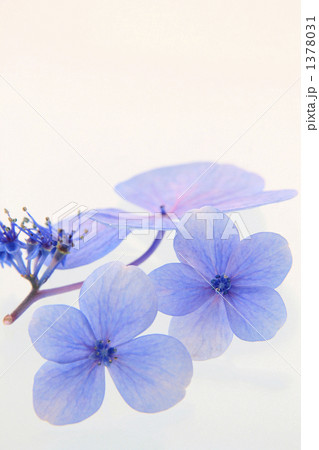 青い額紫陽花の花 1378031