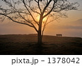 日差し 1378042