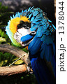 インコ 1378044